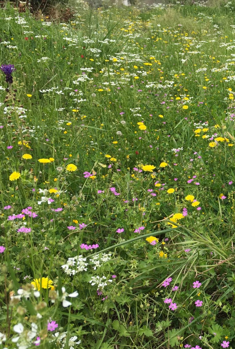 A variety of white, red, purple and yellow Wildflowers growing in tall grass outside.