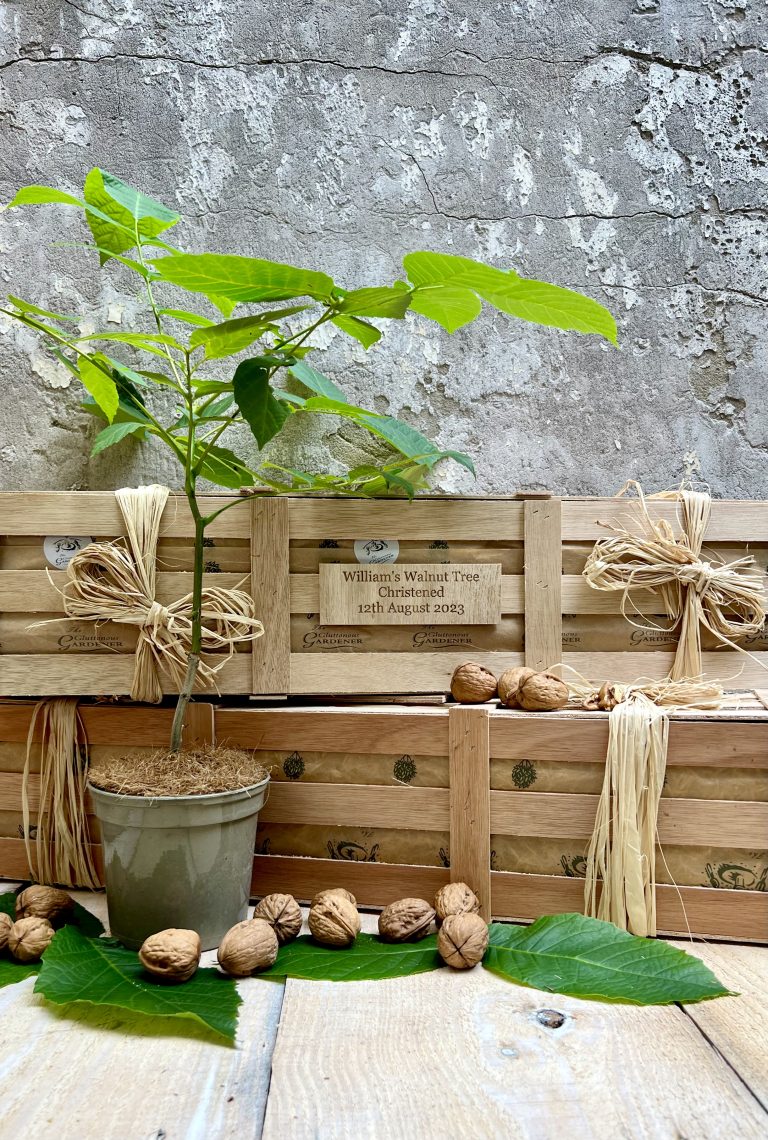 The Christening Gift Crate. This includes a young walnut tree in front of The gluttonous gardener's personalised wooden gift boxes.