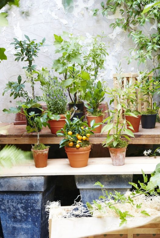 Twelve individual plants, Evergreens, Fruiting plants, Indoor Plants and Outdoor Plants in terracotta pots and plastic pots placed on wooden tables, amongst them are a lavender plant, a calamondin orange and a grape vine plant.