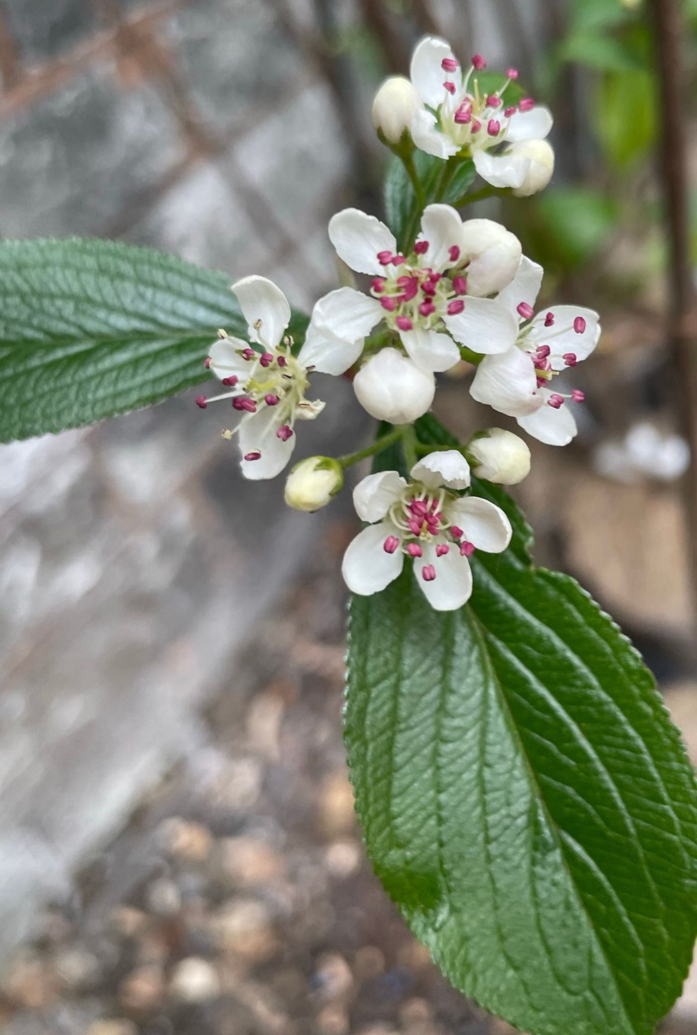 Close up of small white Aronia flowers growing amongst leaves on stem.