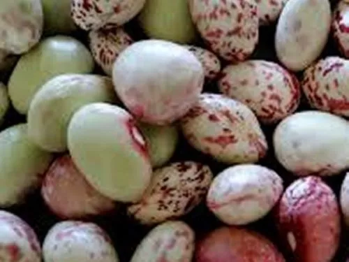 Close up of diverse beans in white colour, pink colour and white-pink colour.