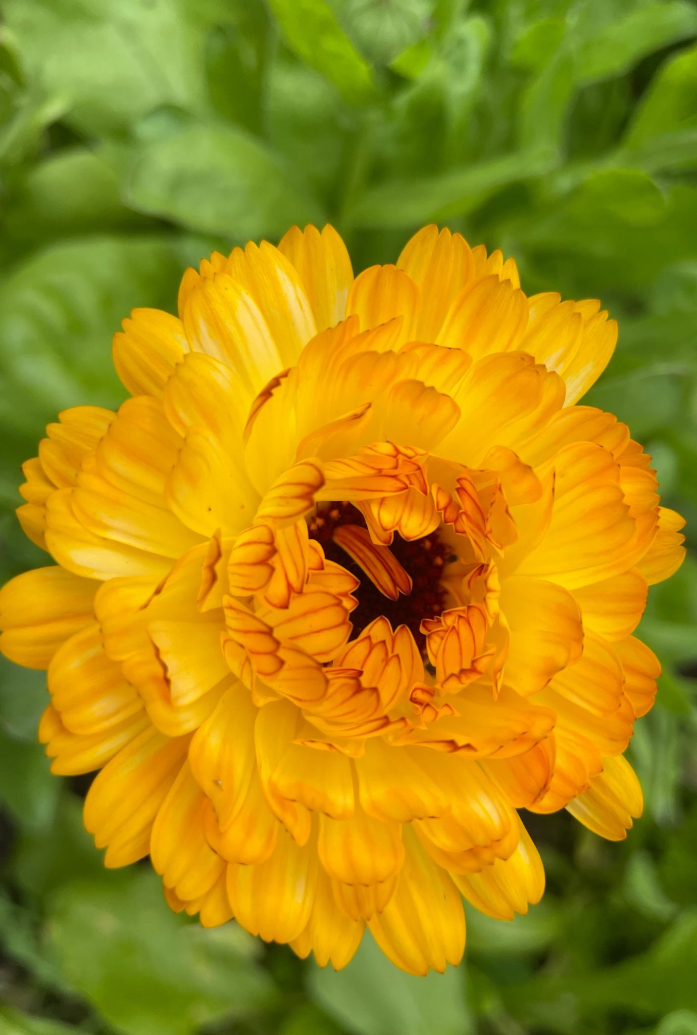 Close up of a bright yellow Marigold with green leaves in the background.