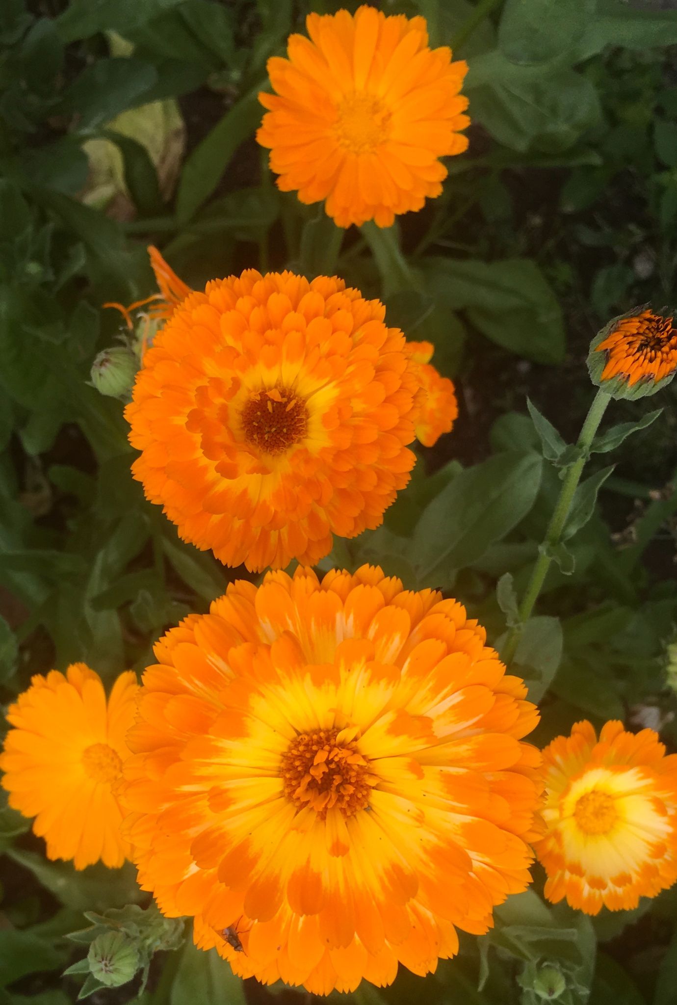 Close up of bright orange Marigolds growing in the ground with leaves in the background.