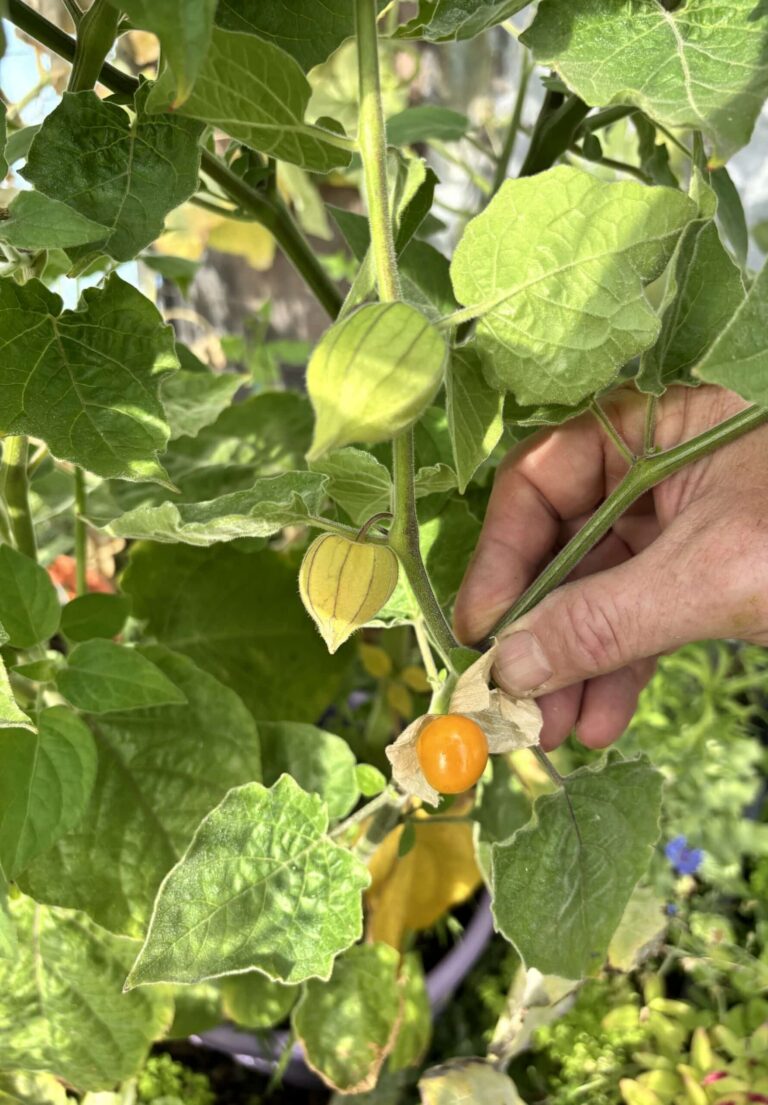 Ripe Cape gooseberries growing from a Cape gooseberry plant