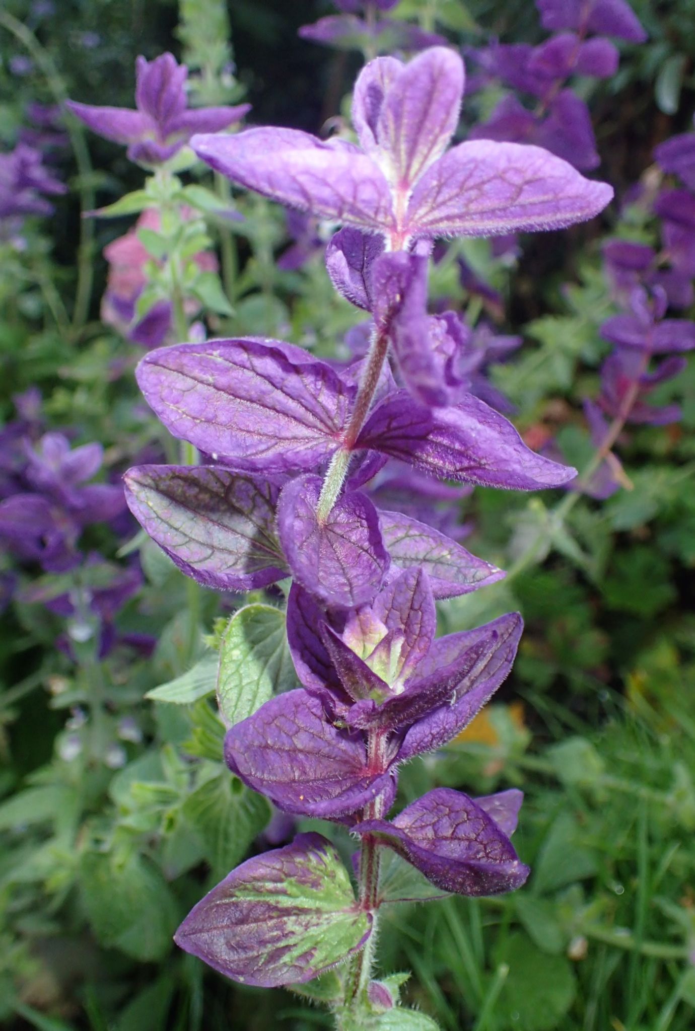 A bright purple Clary flower with other Clary flowers and greenery in the background.