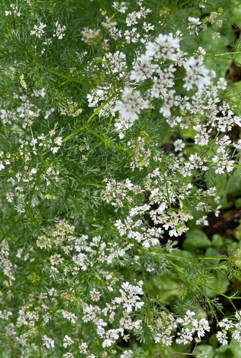 Multiple small white Coriander flowers growing on bright green stems.