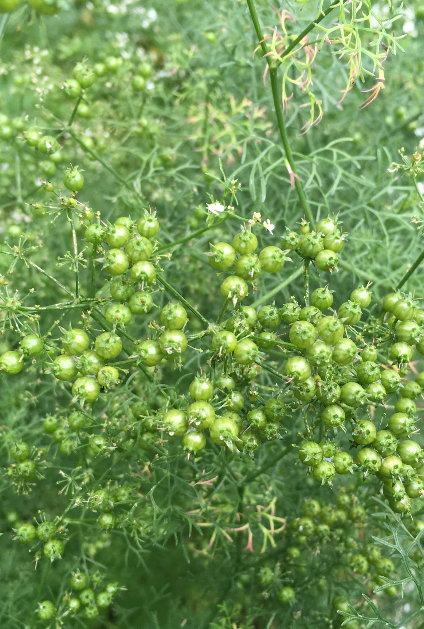 Multiple bright green Coriander seeds growing on green stems outside.