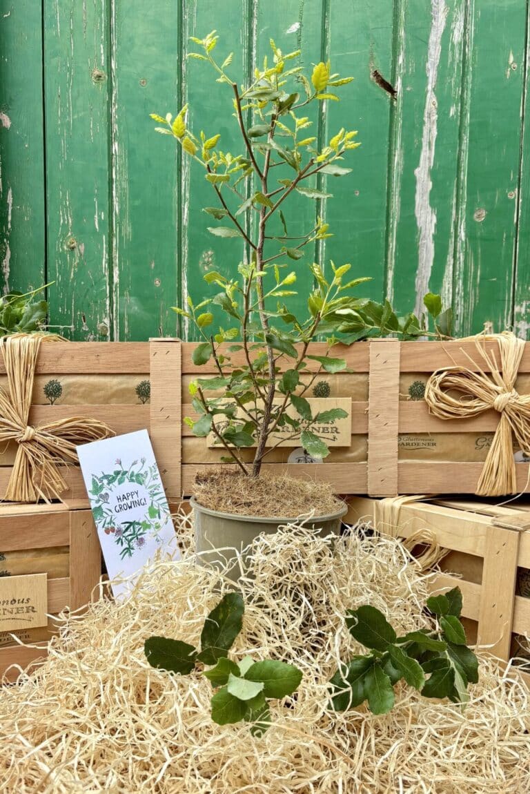 Celebrate a new arrival with our From Tiny Acorns Oak Tree Crate, a gorgeous keepsake gift. Watch it grow alongside your little one!