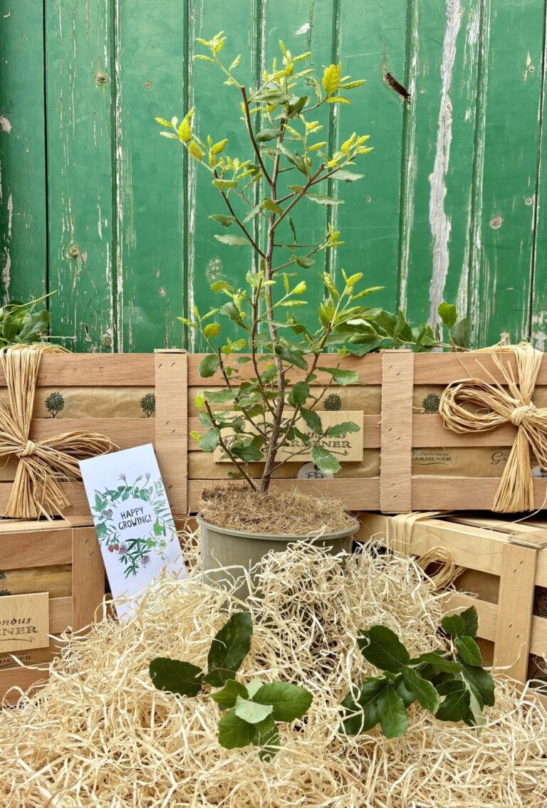Celebrate a new arrival with our From Tiny Acorns Oak Tree Crate, a gorgeous keepsake gift. Watch it grow alongside your little one!