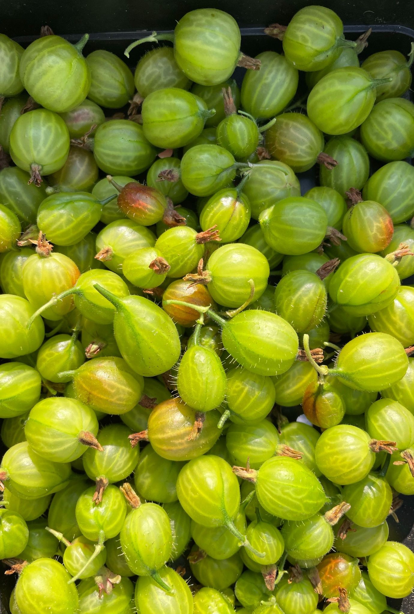 Close up of multiple bright green Gooseberries in a pot.