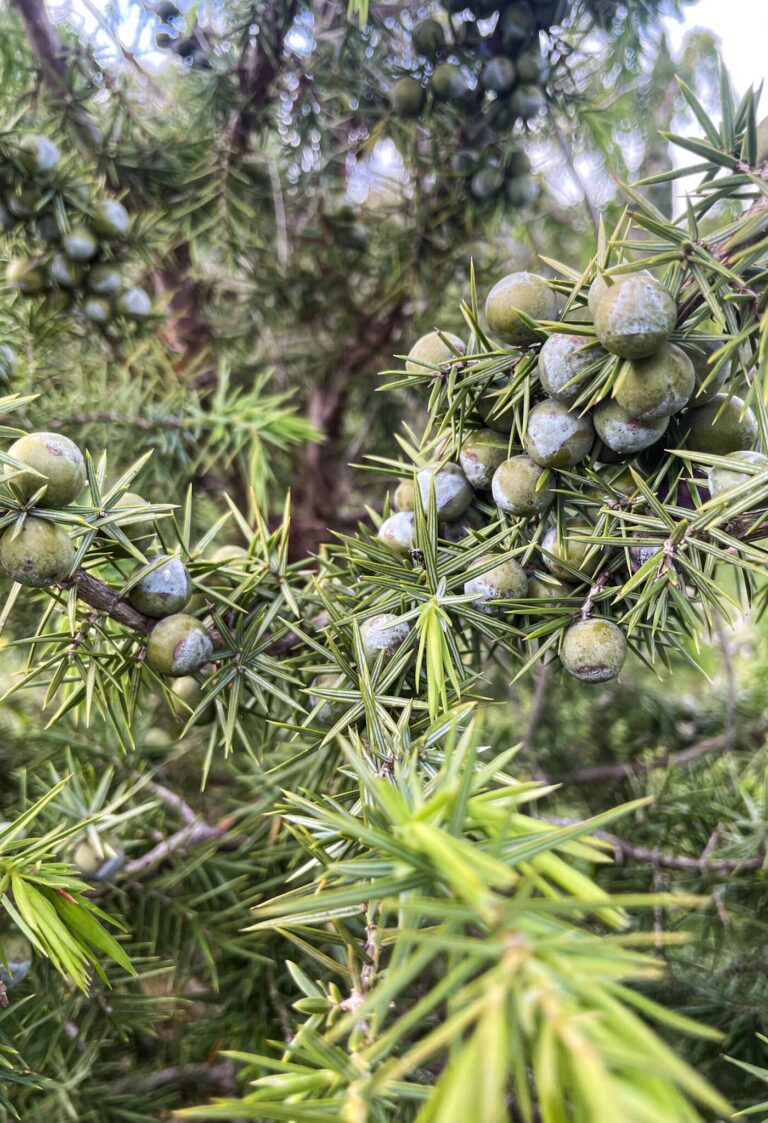 gorgeous juniper plant and juniper berries