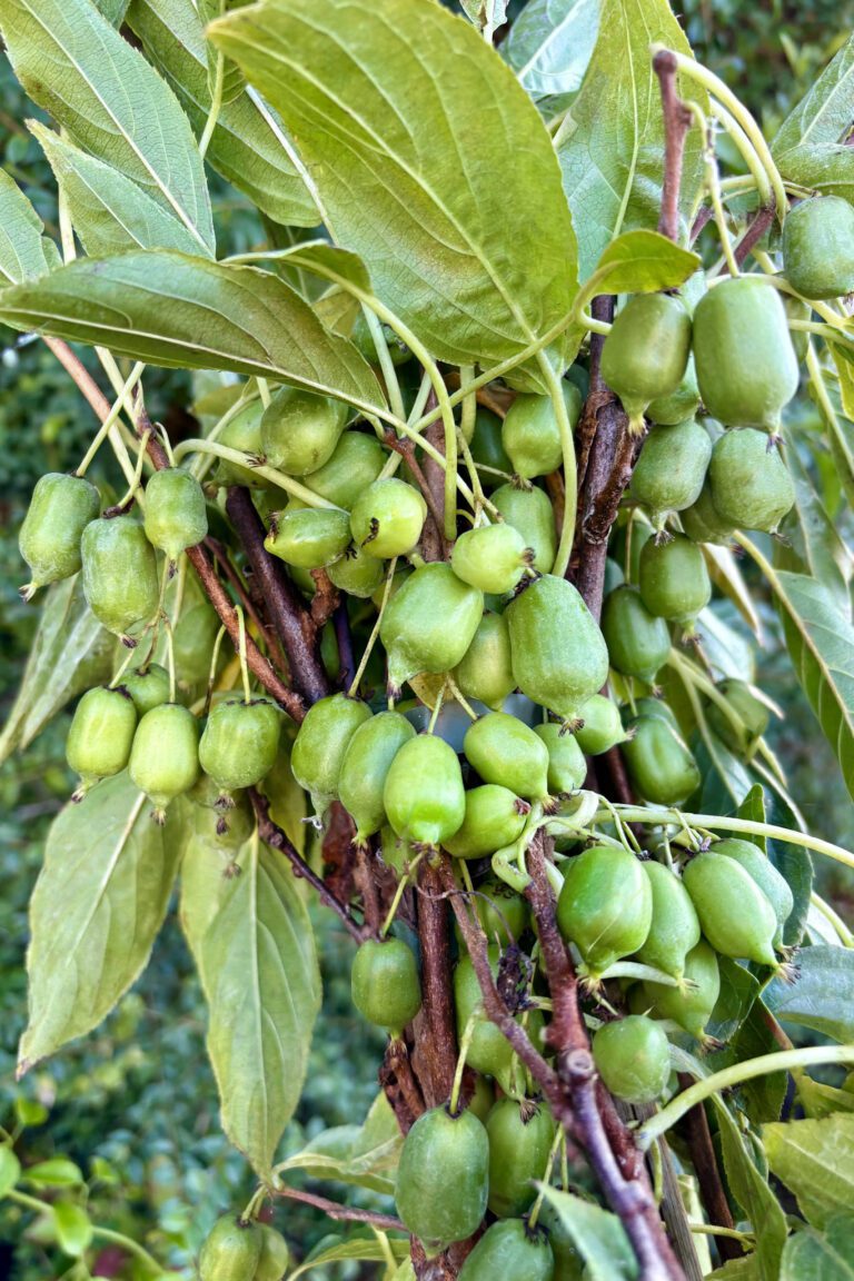 Close-up of cocktail kiwi fruits on lush green foliage