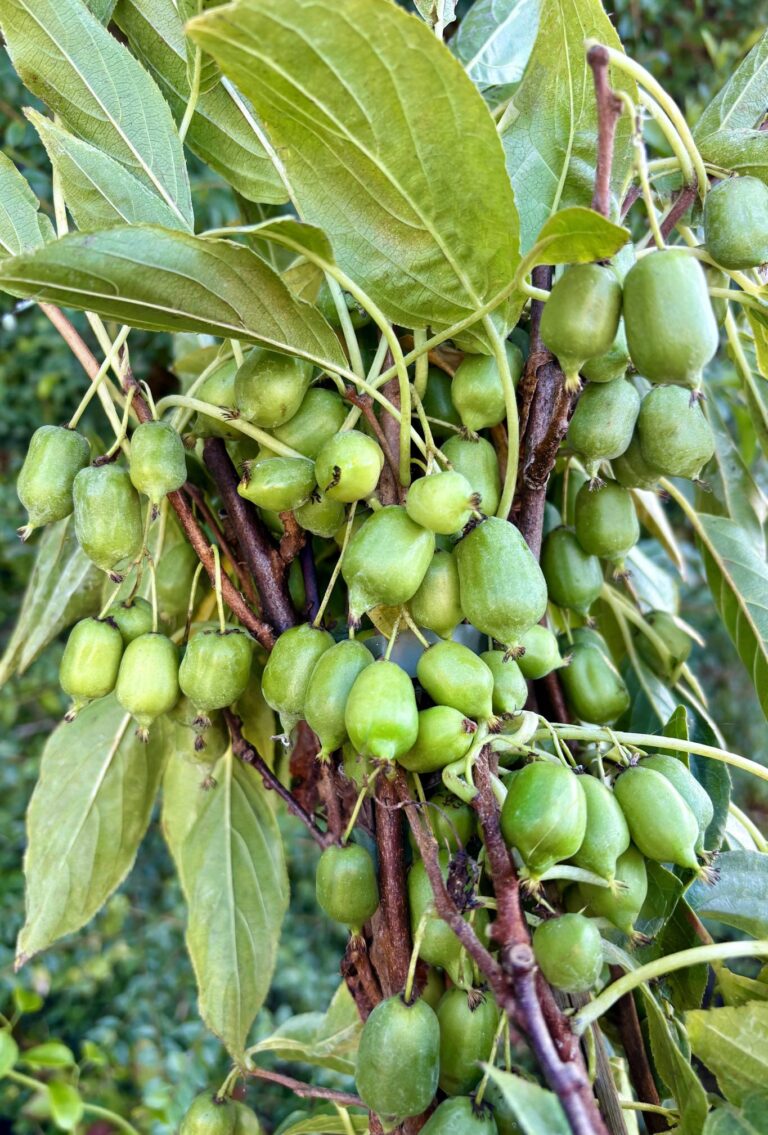 Close-up of cocktail kiwi fruits on lush green foliage