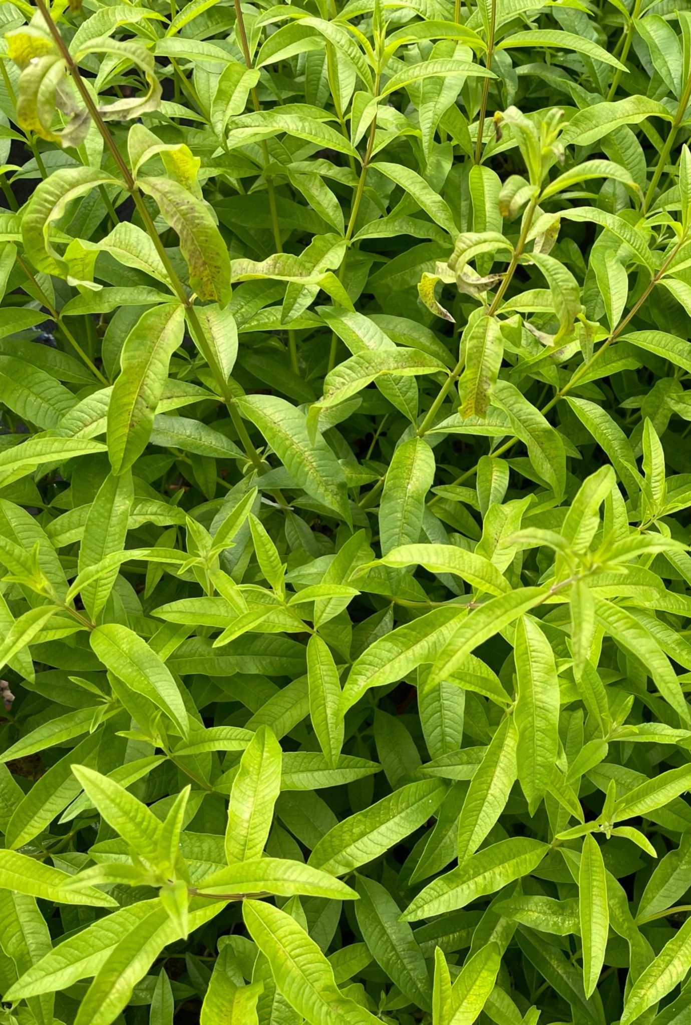 Lots of light green Lemon Verbena growing outside.