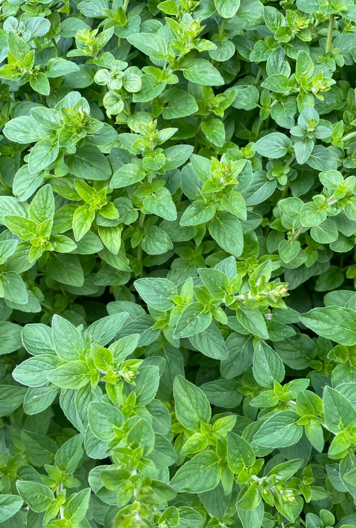 Lots of lush green Marjoram growing in the ground outside.