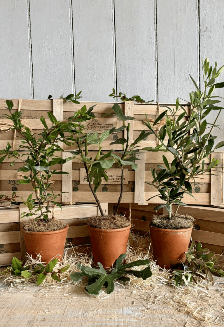Mediterranean Courtyard Garden gift with pomegranate, olive and fig trees