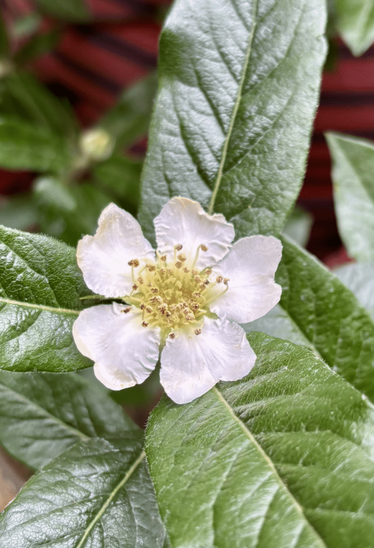 Medlar flower close up