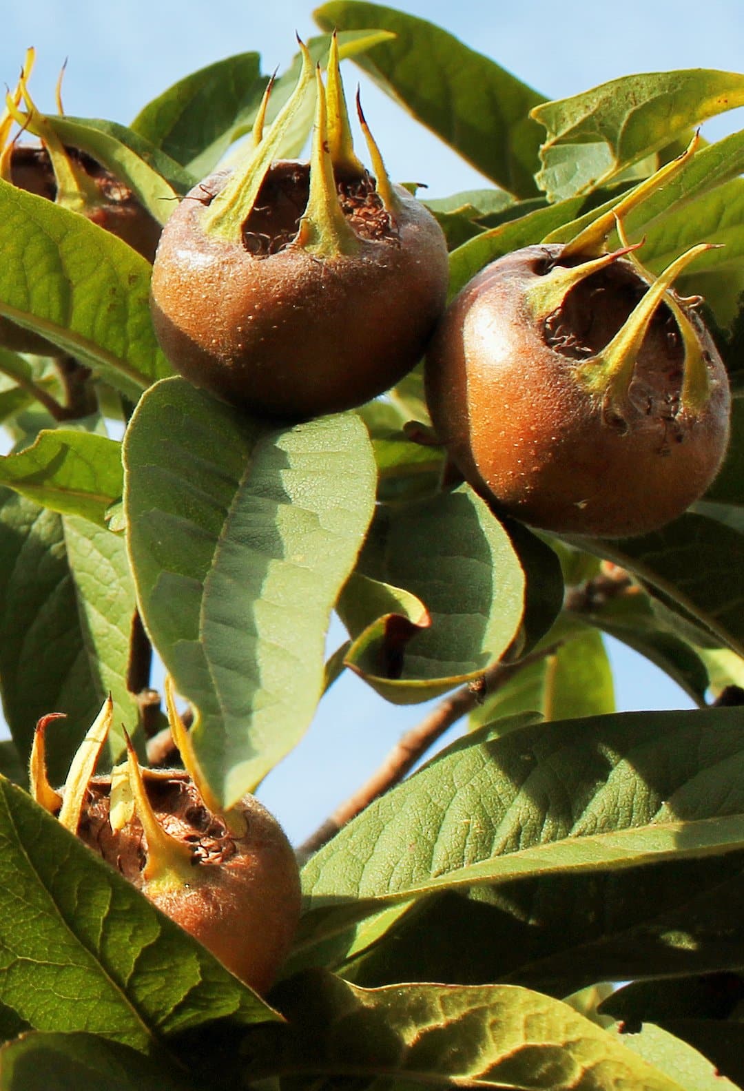 Close up of a young wild medlar tree wit green leaves and three ripe medlar fuits behind a sunlit bright blue sky.