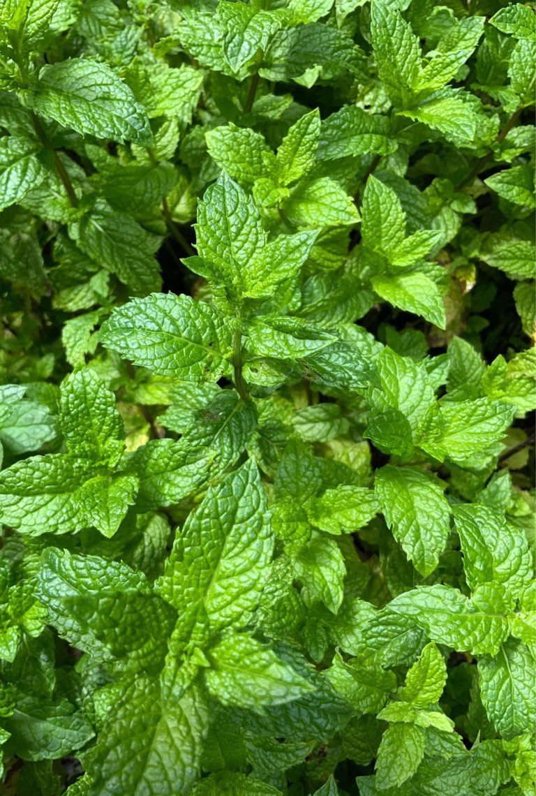 Close up of bright green Moroccan mint growing outside.