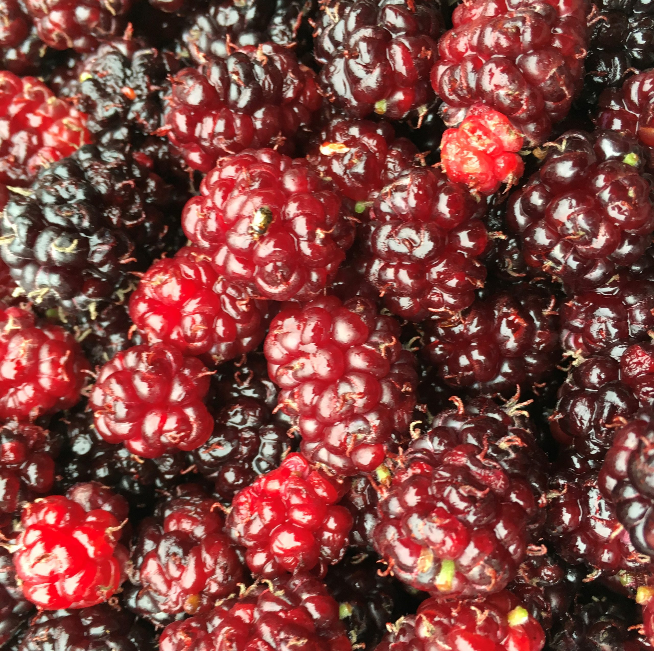 Close up of picked ripe red Mulberries.