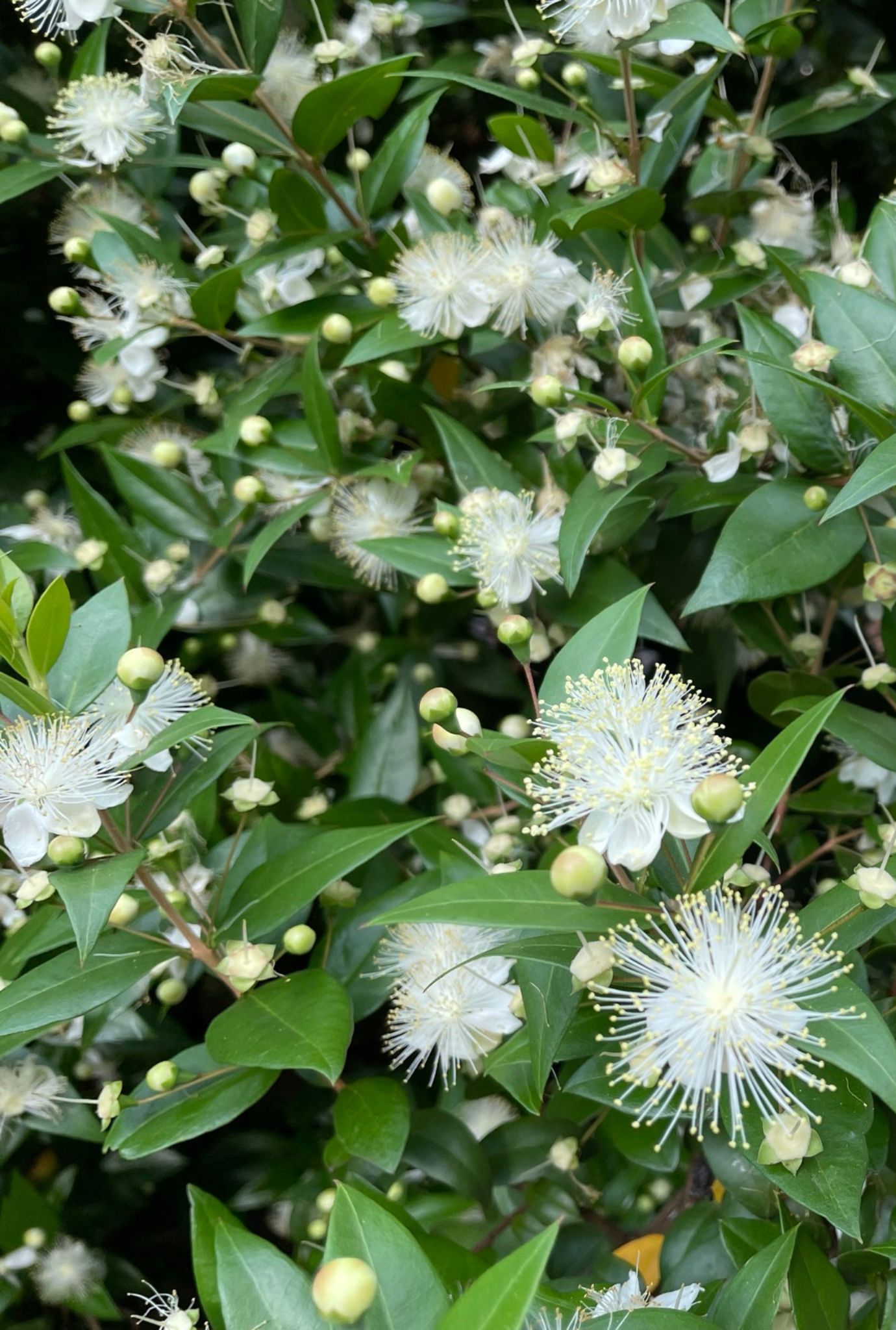 White Myrtle flowers growing amongst white flower buds and dark green leaves.