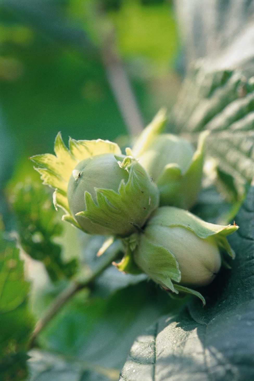 small green hazelnut nut