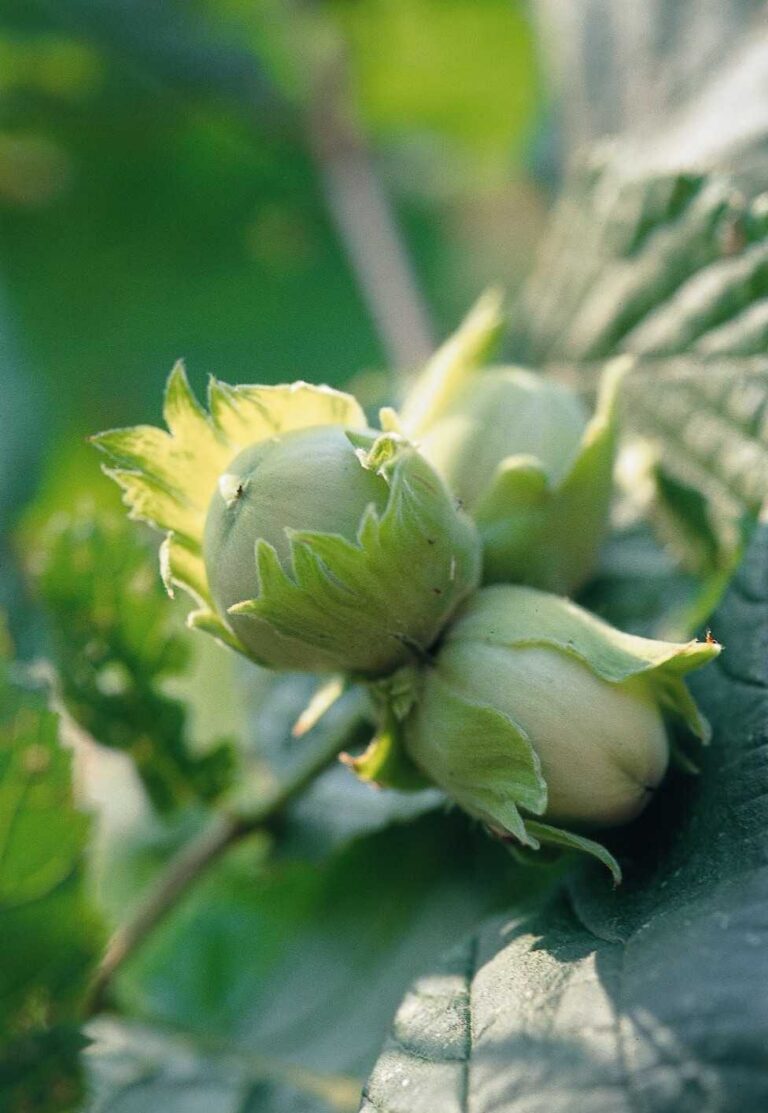 small green hazelnut nut
