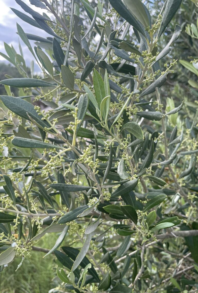 Close up of an Evergreen Olive Tree with green hardy leaves and plenty of ripe green olives shining in the sunlight against a bright blue sky.