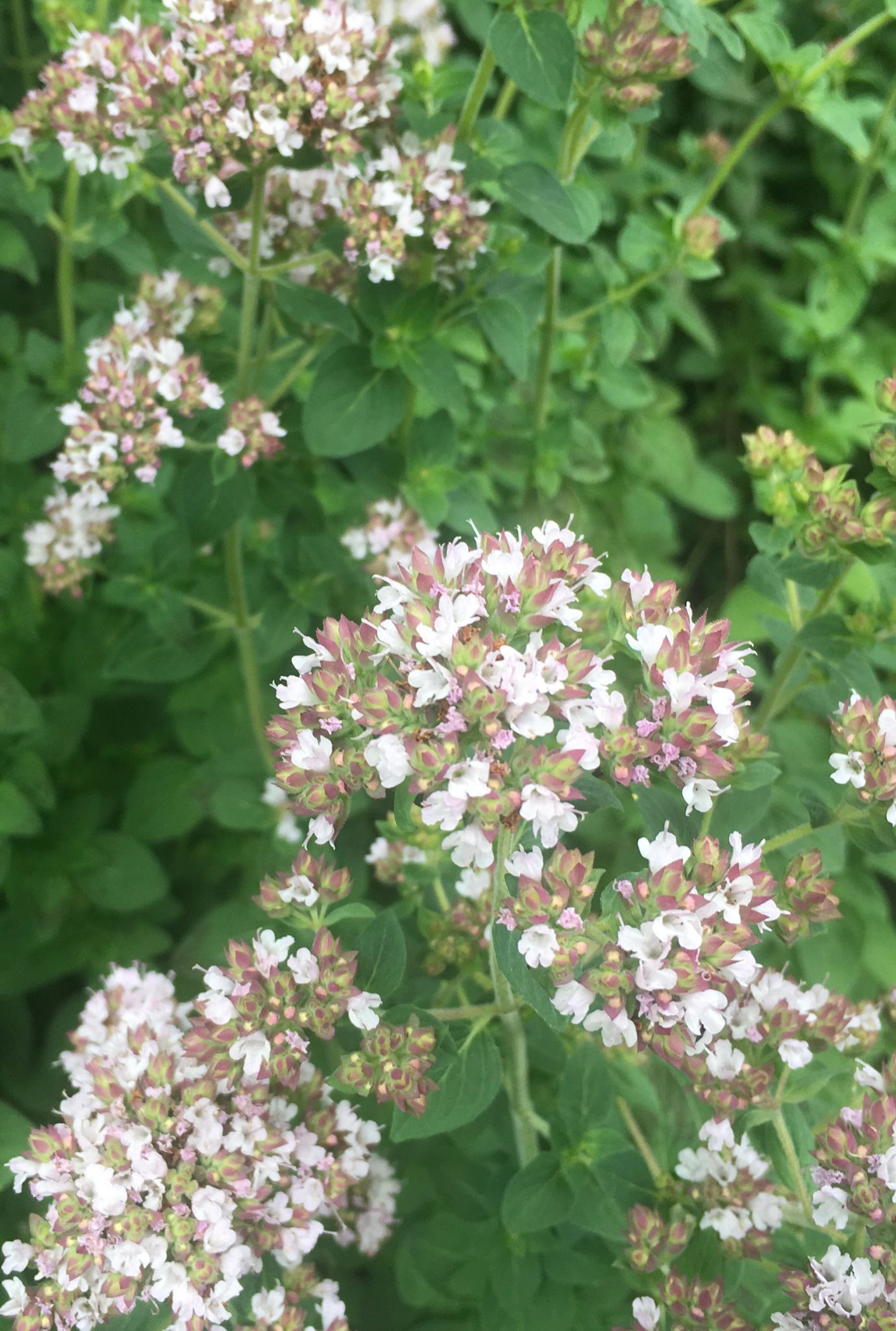 White and pink Oregano flowers growing amongst leafy greens.