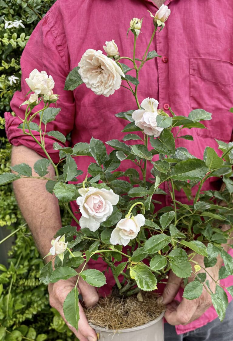 Celebrate love with a pink Wedding Day Rose in a personalised wooden crate. A lasting reminder of their special day, with next-day delivery included.