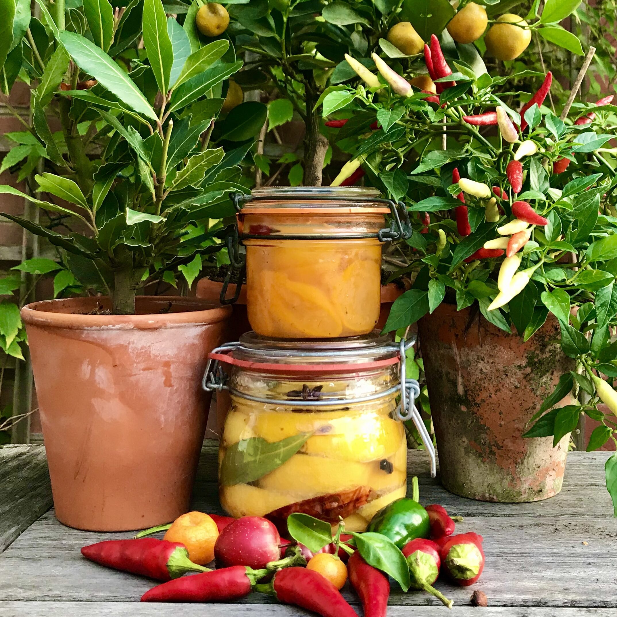 Two canning jars stacked upon each other, containing preserved lemons and oranges. surrounded by red and green chillies and a potted chilli plant on the left side and an orange plant on the right side.