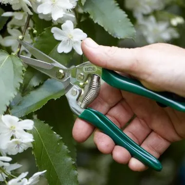 A green garden scissors held by a hand in front of a crab apple tree with white blossom.