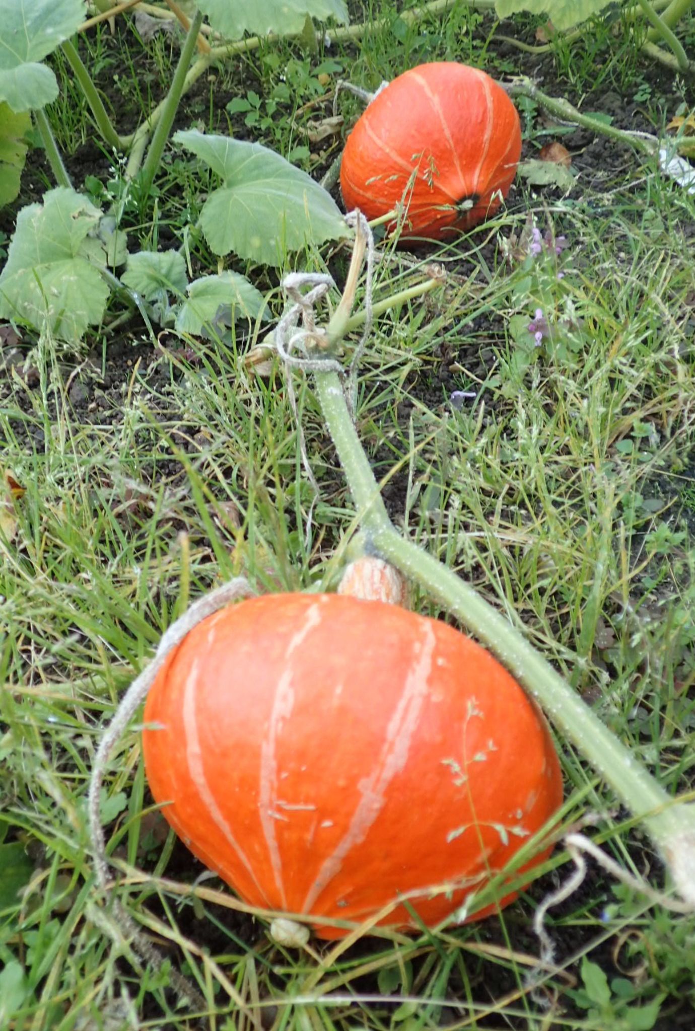 Two bright orange Pumpkins growing on a stalk laying in the grass.