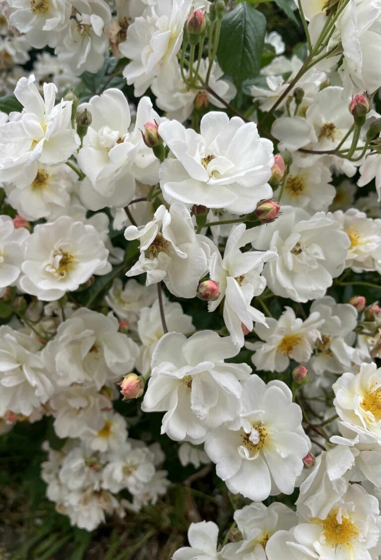 rambling rose blossoms wedding day variety