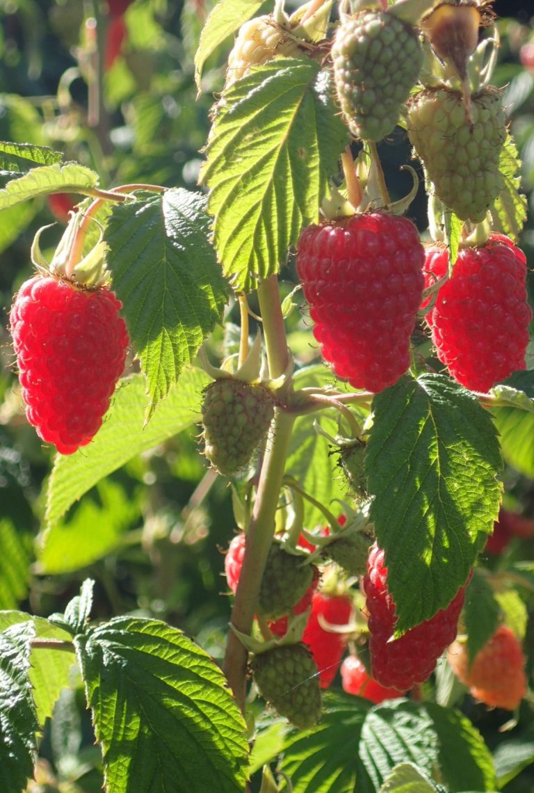 Pink ripe raspberries growing in the sunshine amongst some unripe raspberries and leaves.