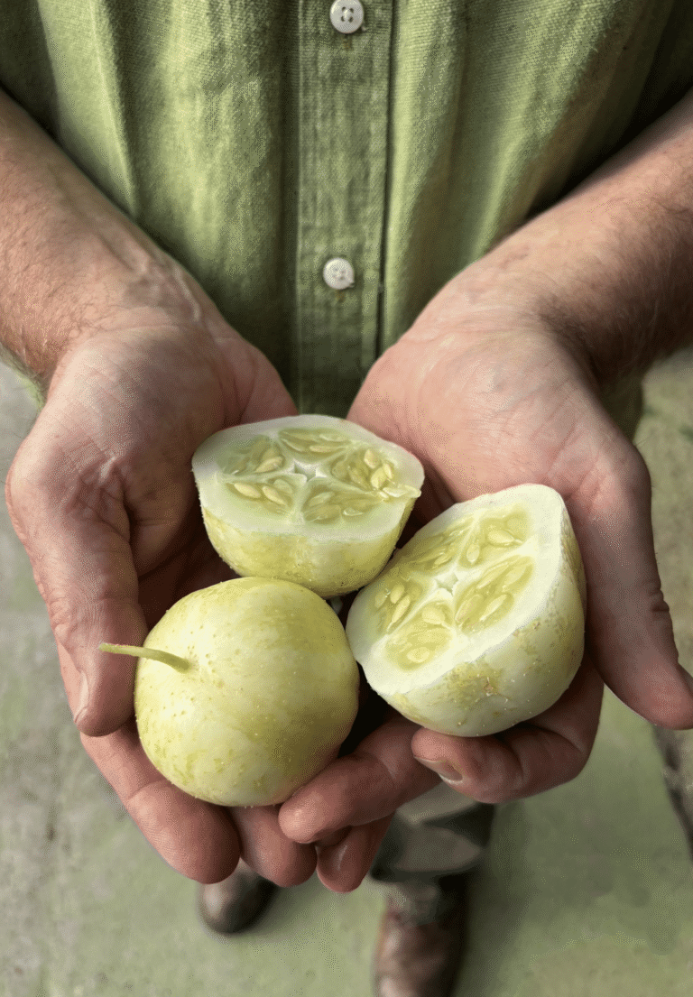 Round lemon cucumber growing on the plant from an Exotic Veg Growbar