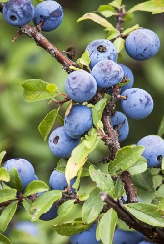 Close Up of a Sloe Bush plant with green leaves bearing many large fresh and ripe blue berries against a green background.