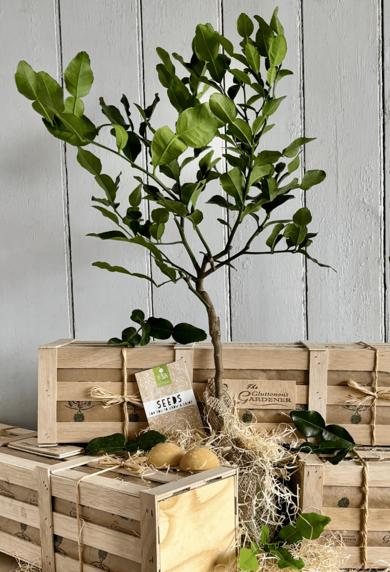 Thai Crate gift with a young kaffir lime tree and Thai herb seeds