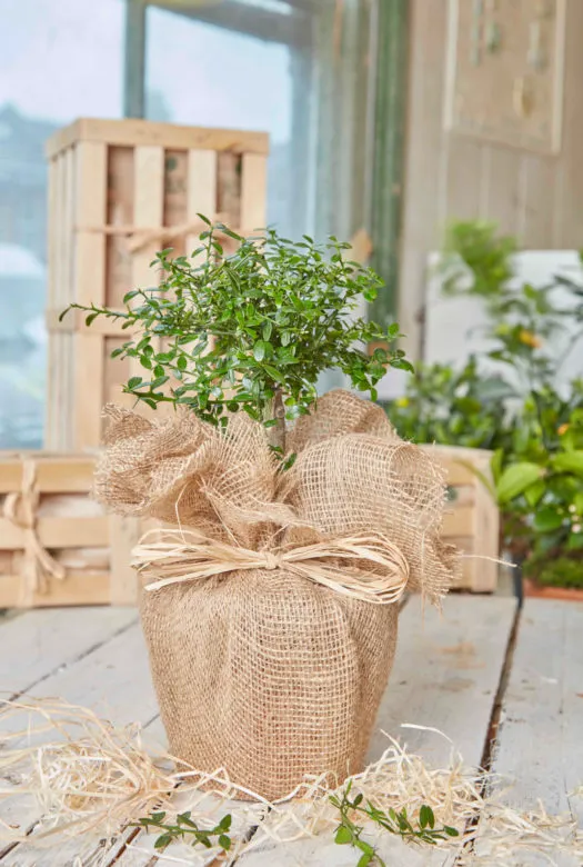 Strawberry guava plant on a wooden table, wrapped in hessian, with a little bit of wood wool on the floor, two The Gluttonous Gardener large wooden gift crates in the background and several green plants, orange trees amongst them