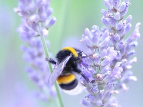 Close up of a bee on a purple lavender flower.