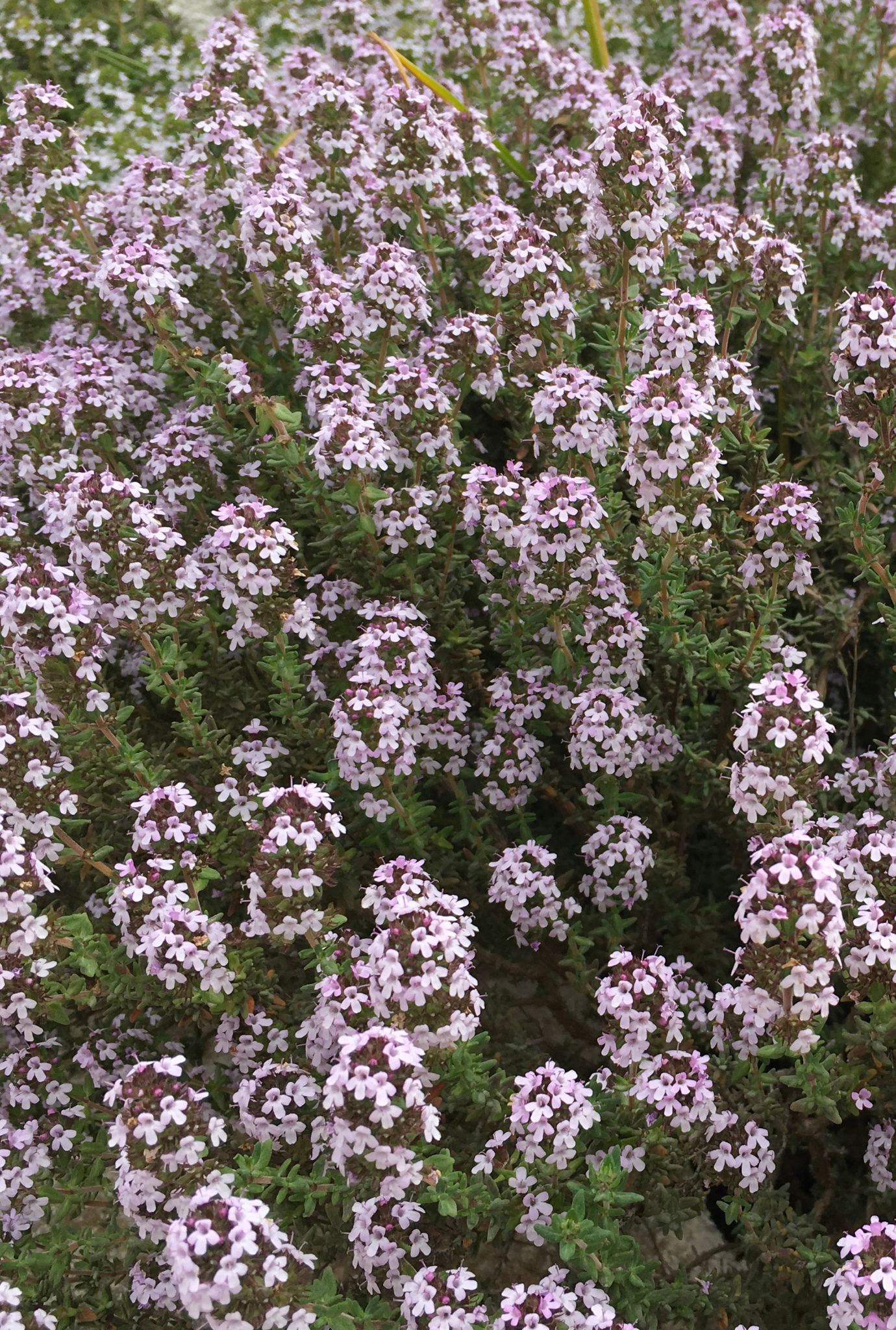 Lots of small light pink Thyme flowers growing outside.