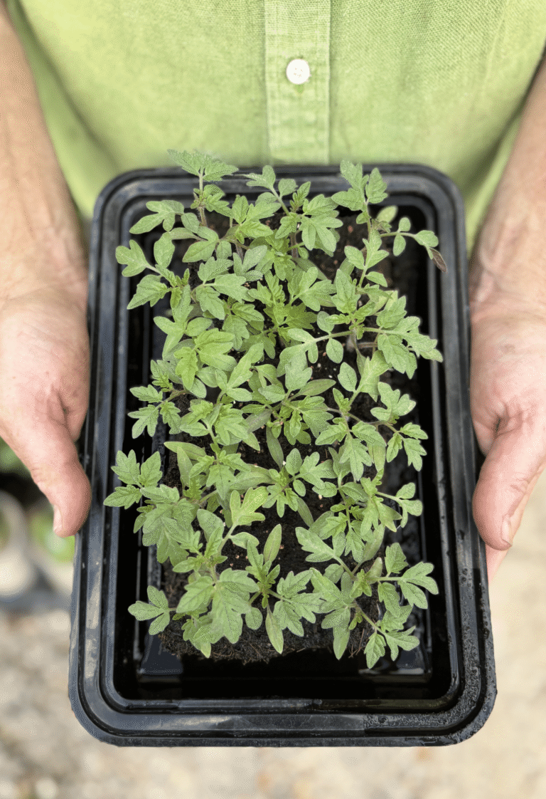 Tomato Growbar seedlings growing in a black tray