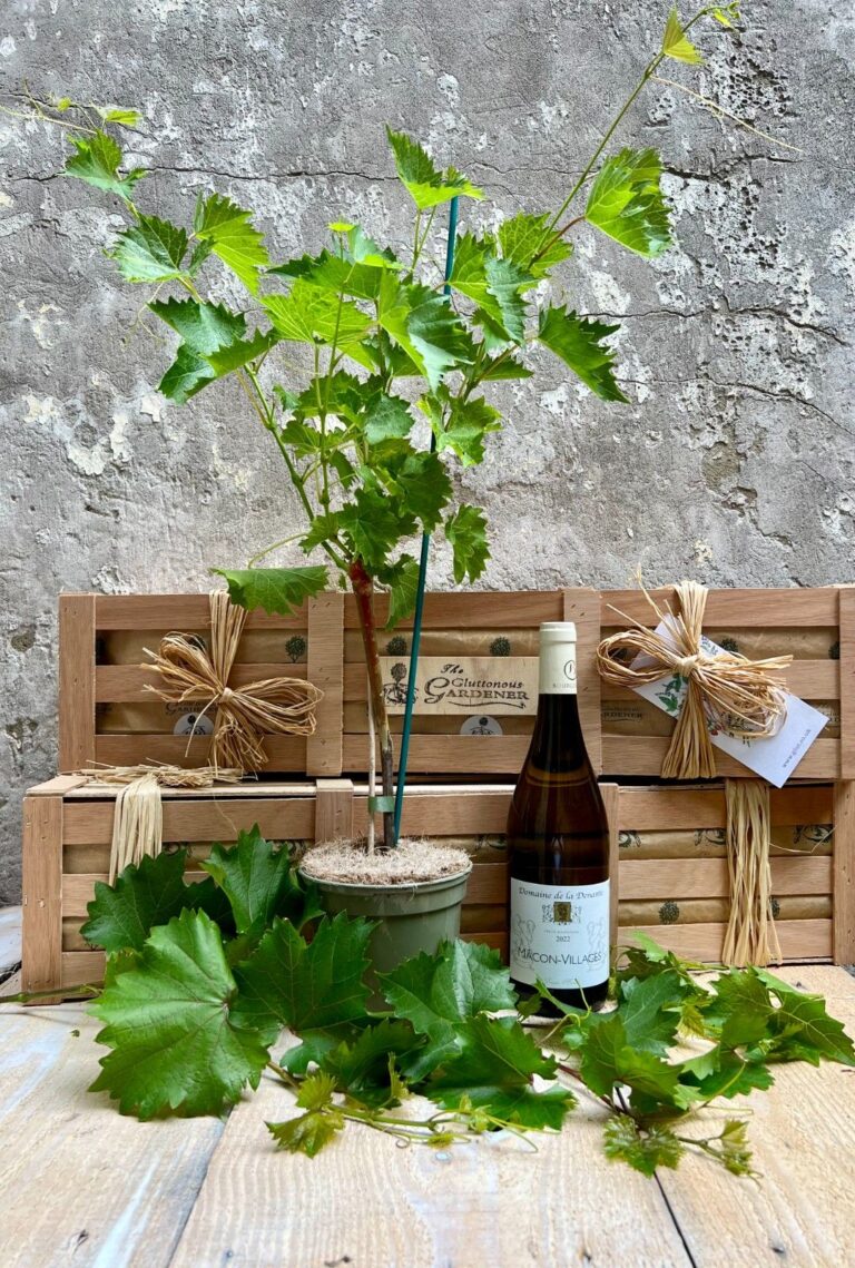 Perfect gift for white wine lovers! Create a thriving vineyard in the garden. Enjoy fresh grapes or make your own signature wine. Free delivery included