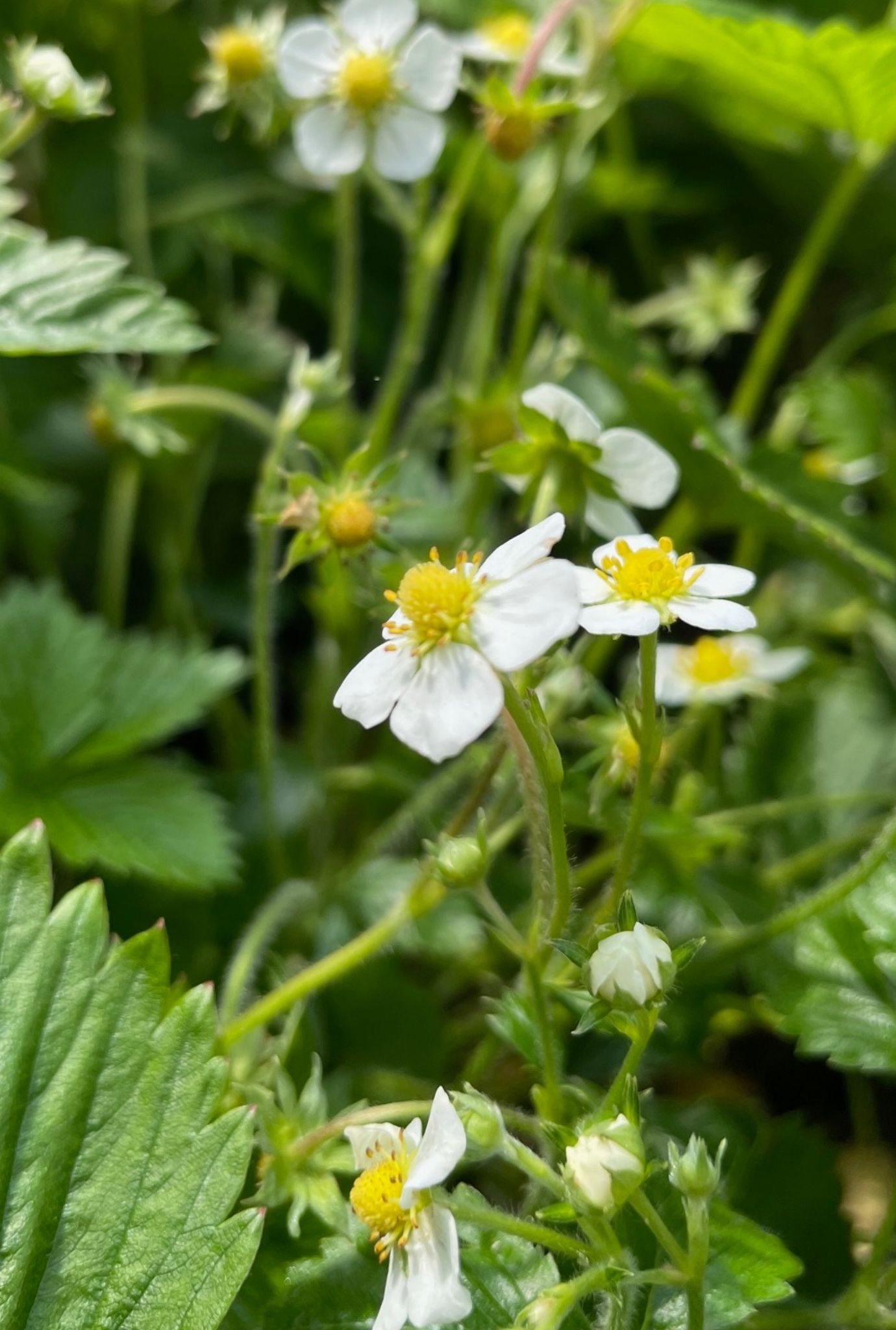 Close up of white Wild Strawberry flowers with a yellow centre growing amongst leaves in the ground.