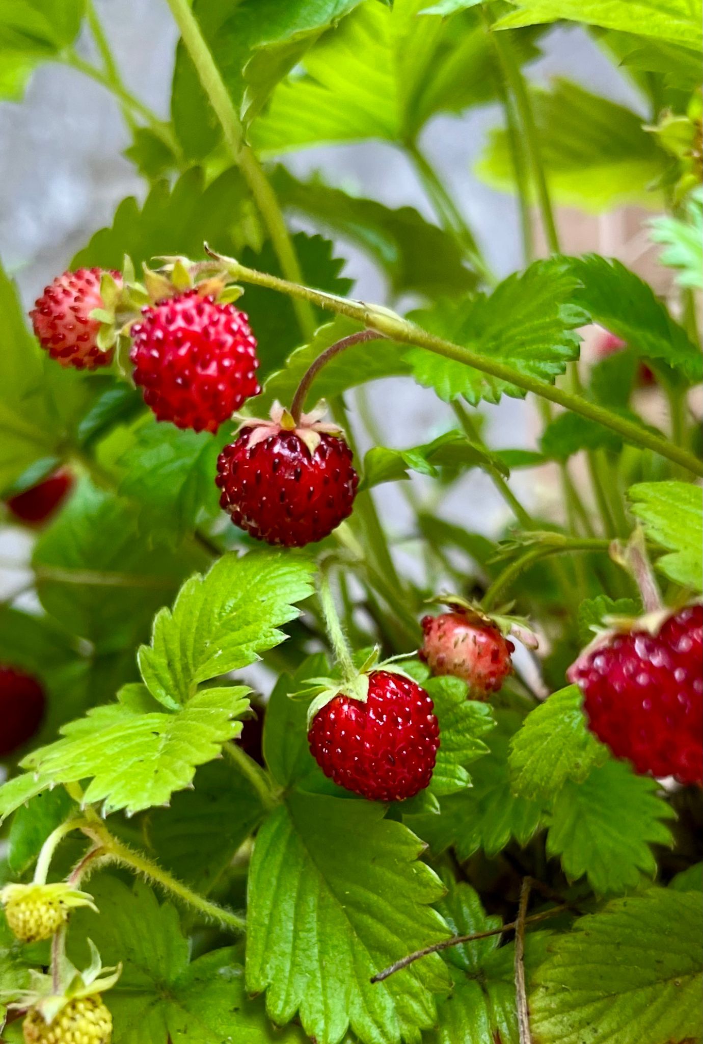 Vibrant red wild Strawberries growing amongst green leaves.