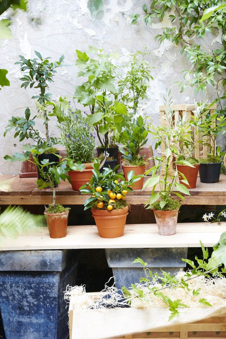 Twelve plants in terracotta pots. Orange Tree, Olive Tree, Lavender, Jasmine Bush, Myrtle Tree, Grape Wine The Gluttonous Gardener wooden gift crates in the background.