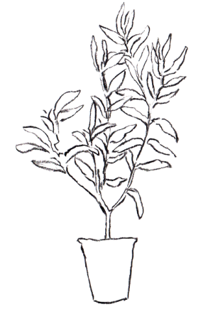 Illustration of a potted olive tree.