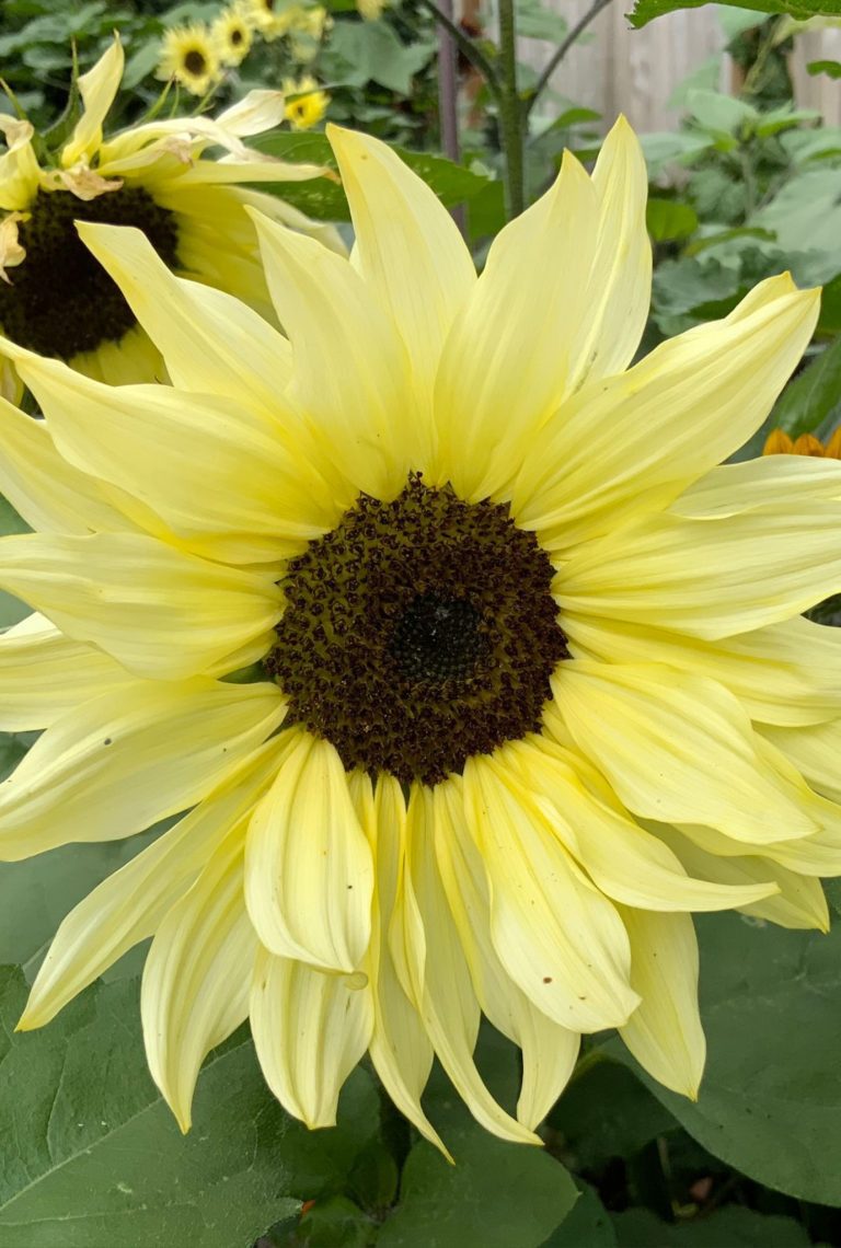 Close up of a Vanilla Ice Sunflower growing outside with other sunflowers and foliage in the background.