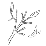 Illustration of a deciduous plant with it's leaves dropping off.