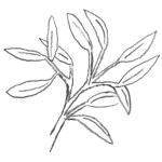 Illustration of an evergreen plant with all of it's leaves on.
